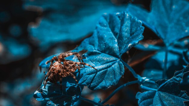 Big cross spider female on a leaf Closeup photo  with blurred background Photo in blue tone Dark night photo