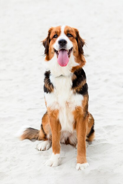 Big cute dog sitting on the sand in the beach