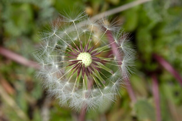 Big dandelion seeds in spring