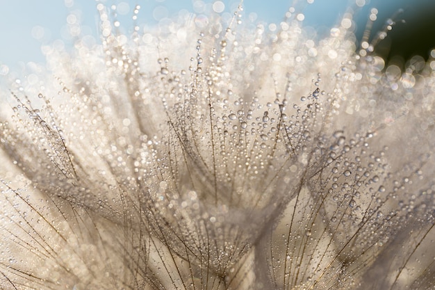 Big dandelion