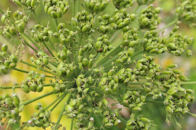 ヘラクリウムの花の大きくて危険な散形花序