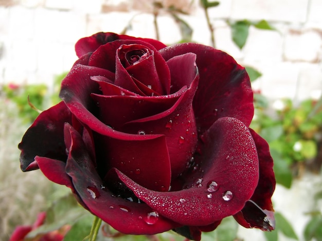 それの背景に水滴と大きな暗い赤いバラ