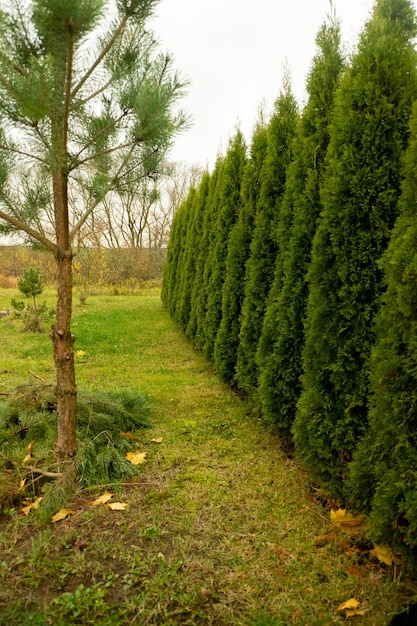 Большая декоративная зеленая изгородь деревьев туи на заднем дворе