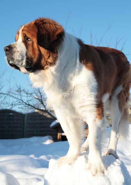 青空を背景に大きな犬