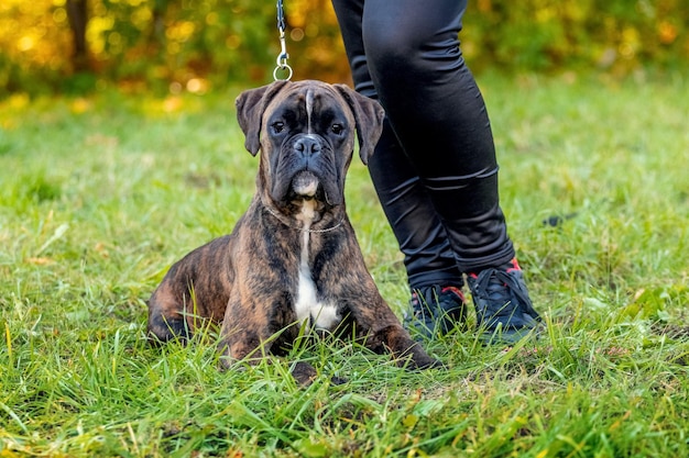 大きな犬種のドイツのボクサーが愛人の近くのひもにつないでクローズアップ