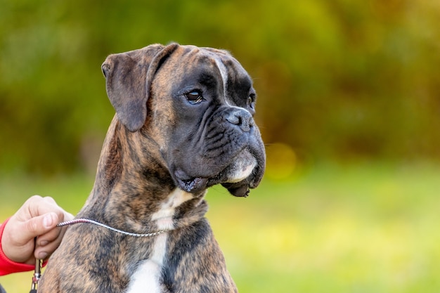 Big dog breed German boxer close up on a leash near the mistress