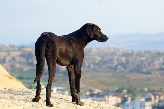 Foto grande cane a terra contro il cielo