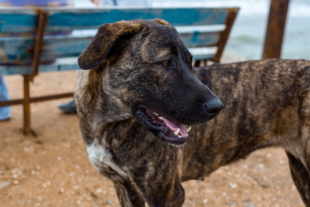 Big dog looks away animal portrait