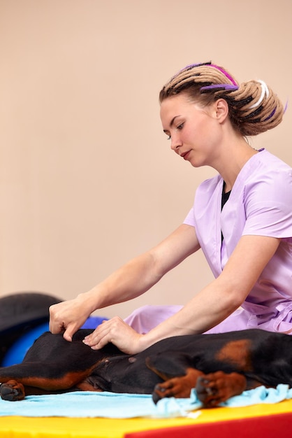 Big dog lying on the floor and gets a massage on its thight