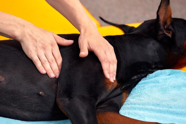 Foto grande cane sdraiato sul pavimento e riceve un massaggio sulla coscia