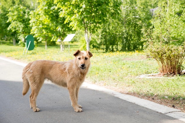 Photo a big dog on the path in the park