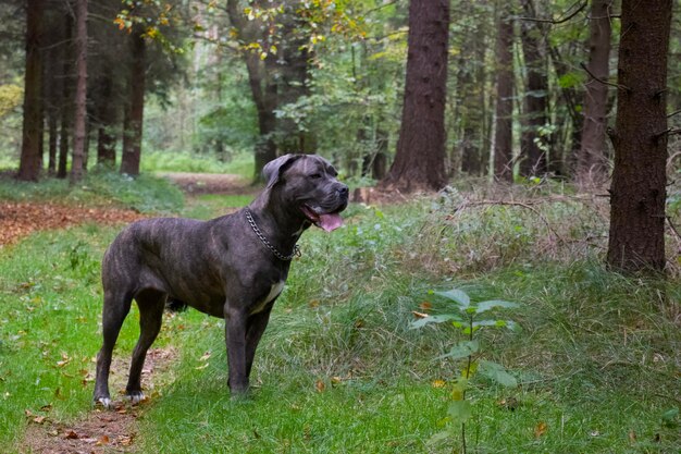 Foto grande cane che posa nel bosco