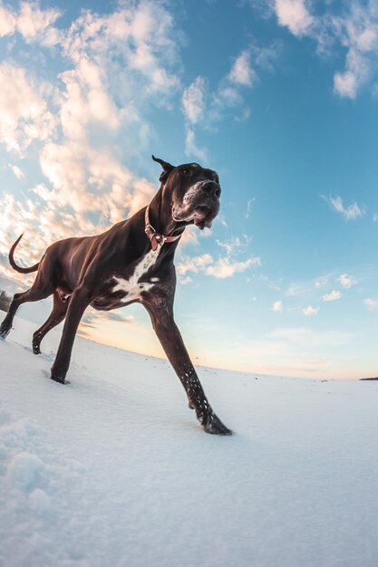 冬は大きな犬が雪の中を走り、グレートデンは雪原を探索します