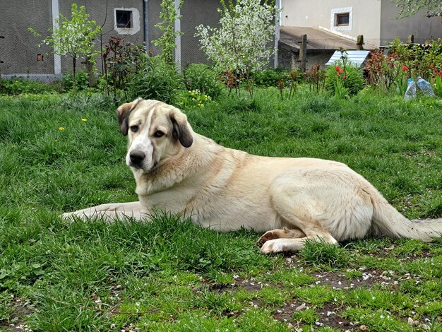 Big dog sitting in grass