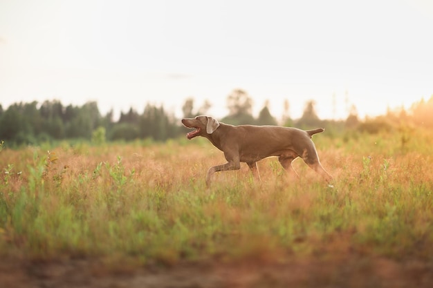 夏の野原を歩く大きな犬