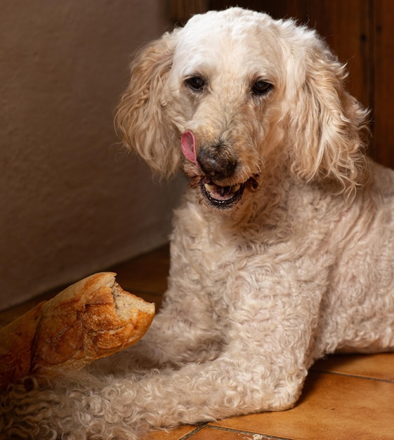 Большой пёс белый пудель украл багетный хлеб