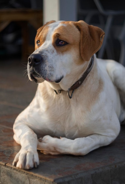 Big dog with beautiful sad eyes