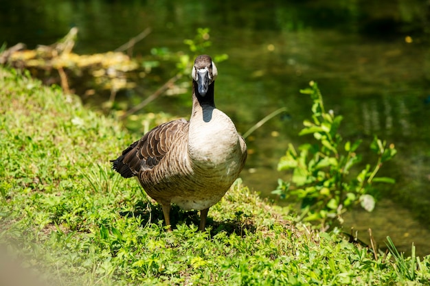 Big domestic goose on green grass by the river