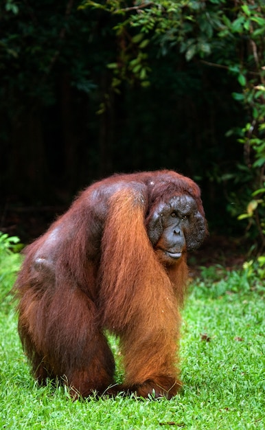 Крупный доминантный самец стоит на задних лапах в джунглях. Индонезия. Остров Калимантан (Борнео).