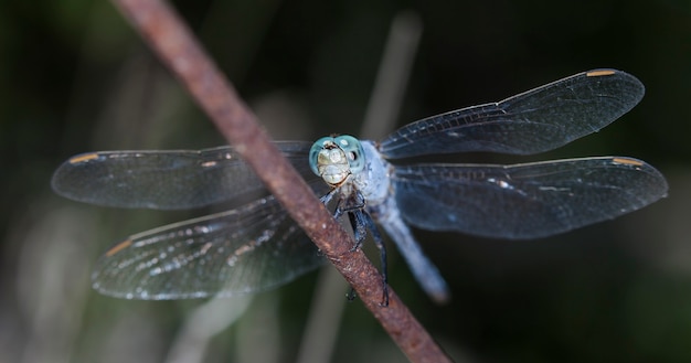 big dragonfly in a native habitat