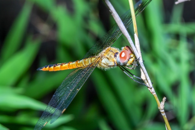 Big dragonfly on stick bamboo in forest at thailand