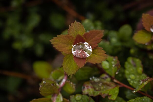 Big droplet on the leaves of a bush