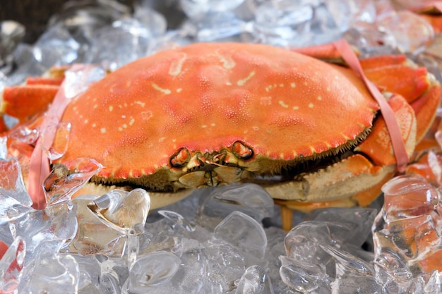 Big Dungeness crab on ice cube