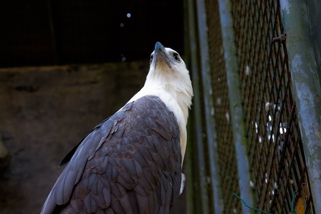 A Big Eagle in a cage closeup image from zoo