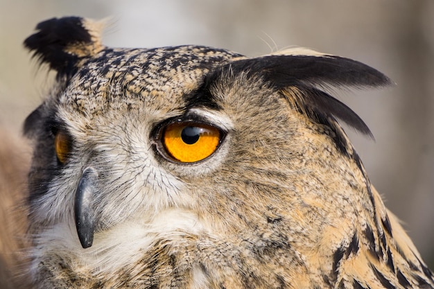 大きなワシミミズクの肖像画