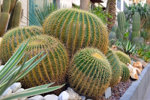 Big echinocactus in a large planter with other cactus and succulent plants in a street in Italy