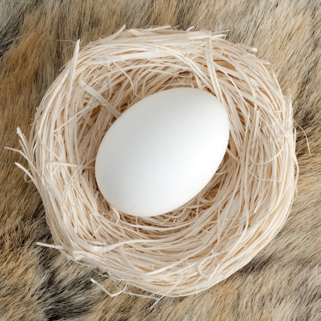 Photo big egg in small nest