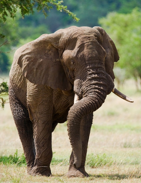 Big elephant is standing in the savanna.