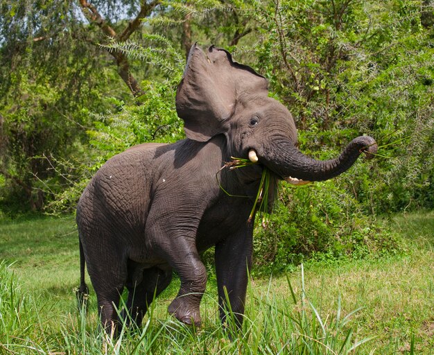 Big elephant is standing in the savanna.