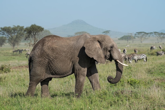 Grande elefante di profilo con montagna sullo sfondo