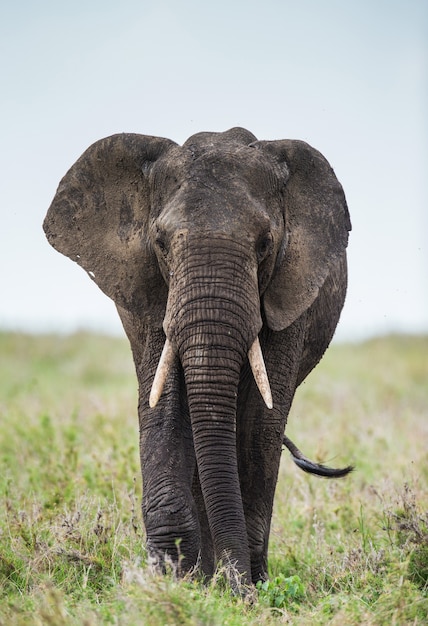 Big elephant in the savanna