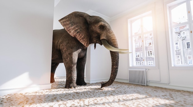 Big elephant in the small room with sand ground from africa as\
a funny space problem concept image