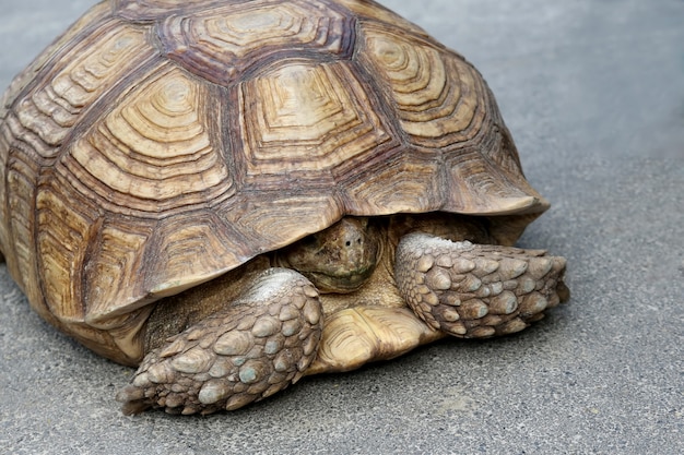 大きな象がカメをその殻に飛び散らせます