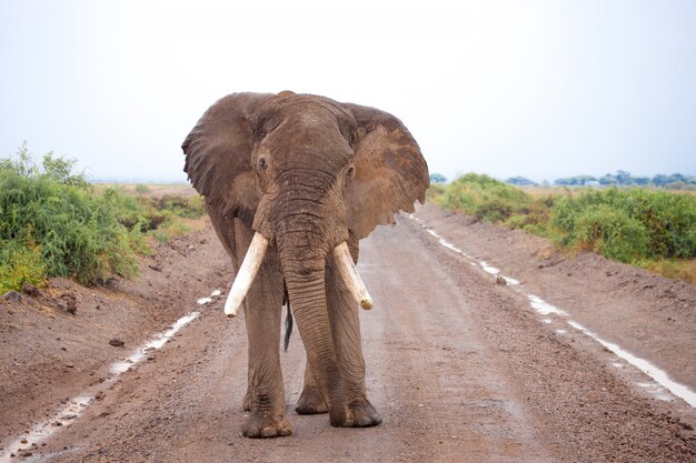 Foto grande elefante in piedi sulla strada in safari