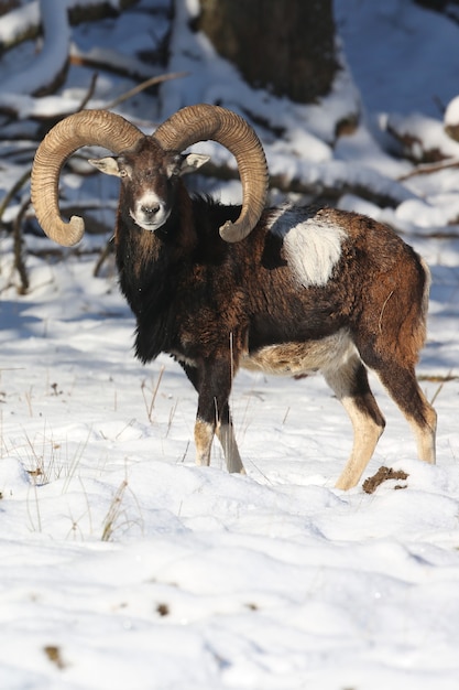 自然生息地チェコ共和国の森の野生動物の大きなヨーロッパのムフロン