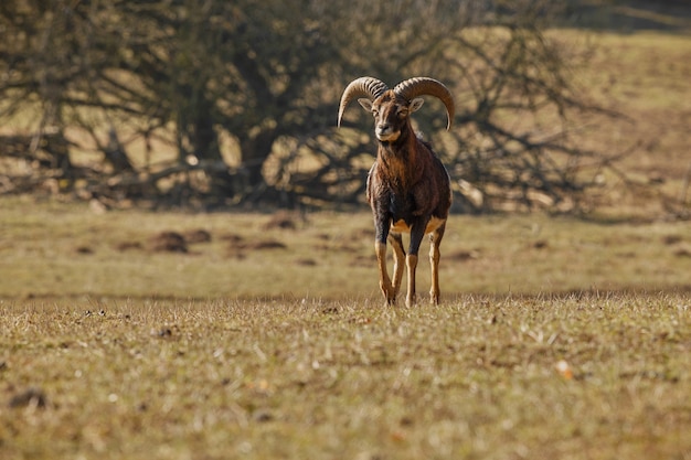 Grande muflone europeo nell'animale selvatico della foresta nell'habitat naturale repubblica ceca