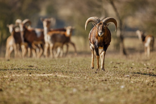 Grande muflone europeo nell'animale selvatico della foresta nell'habitat naturale repubblica ceca