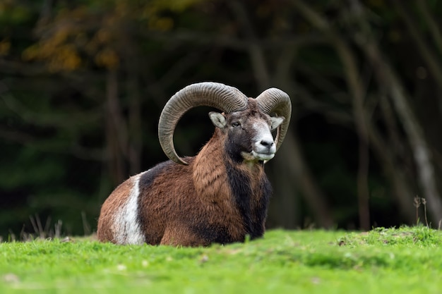 Photo big european moufflon in the nature habitat