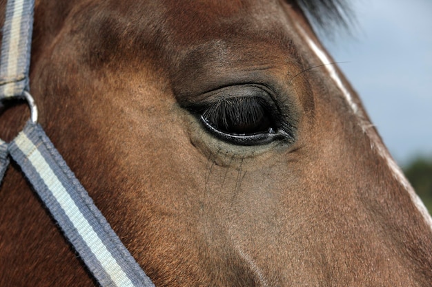 長い眉毛を持つ茶色の馬の大きな目 クローズアップ