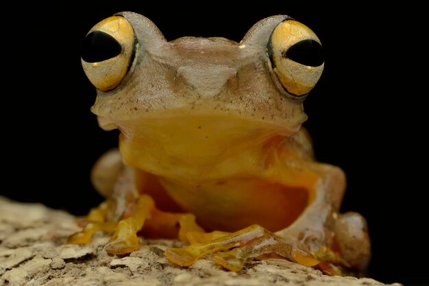 Photo big eye frog