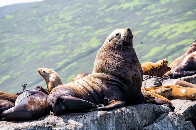 Big fat walrus in profile on stone rocks outdoor background.