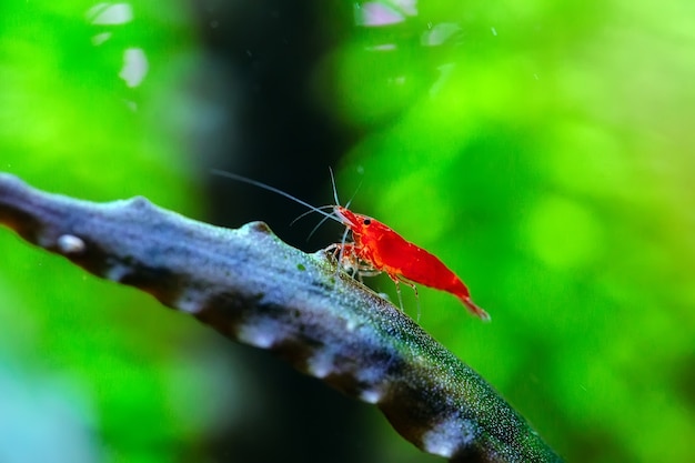 Big fire red or cherry dwarf shrimp in fresh water aquarium tank