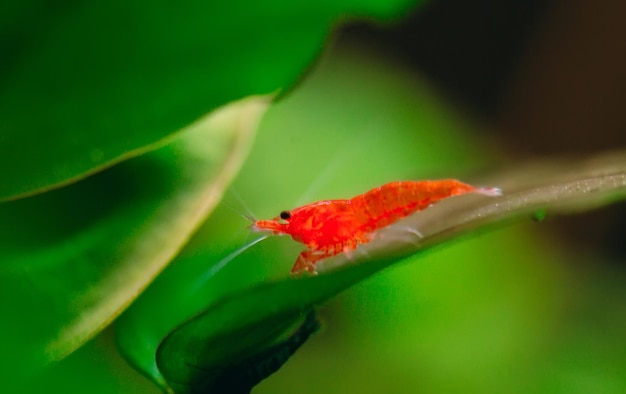 Grande rosso fuoco o gamberetti nani ciliegia con sfondo verde nel serbatoio dell'acquario d'acqua dolce.