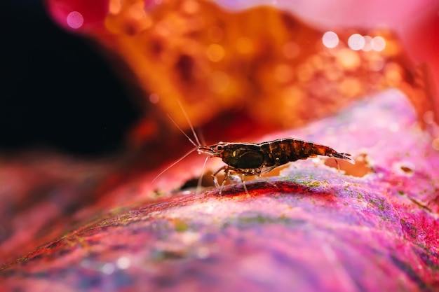 Big fire red or cherry dwarf shrimp with green background in fresh water aquarium tank.