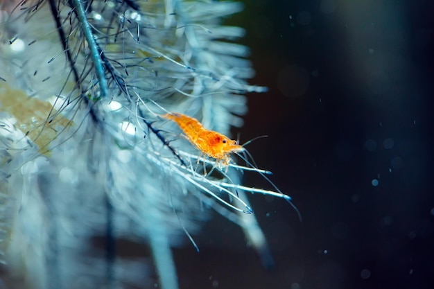 Grande rosso fuoco o gamberetti nani ciliegia con sfondo verde nel serbatoio dell'acquario d'acqua dolce.