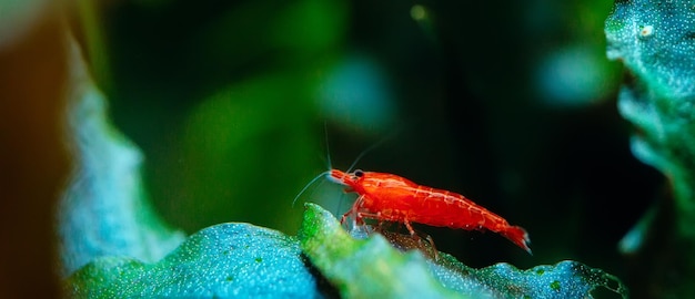 Grande rosso fuoco o gamberetti nani ciliegia con sfondo verde nel serbatoio dell'acquario d'acqua dolce.